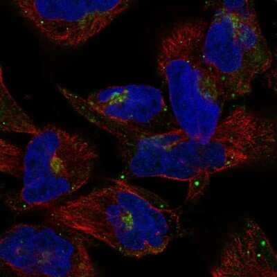 Immunocytochemistry/ Immunofluorescence COG2 Antibody