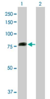 Western Blot: COG2 Antibody [H00022796-B01P] - Analysis of COG2 expression in transfected 293T cell line by COG2 polyclonal antibody.  Lane 1: COG2 transfected lysate(81.18 KDa). Lane 2: Non-transfected lysate.