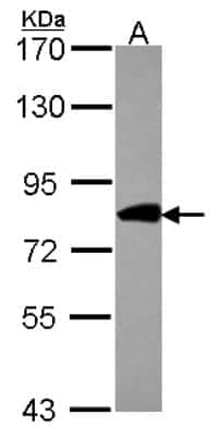 Western Blot: COG2 Antibody [NBP2-15936] - Sample (30 ug of whole cell lysate) A: JurKat 7. 5% SDS PAGE gel, diluted at 1:1000.