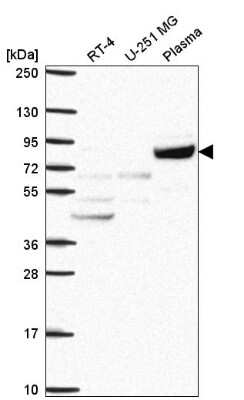 Western Blot COG2 Antibody