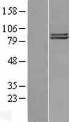 Western Blot COG2 Overexpression Lysate