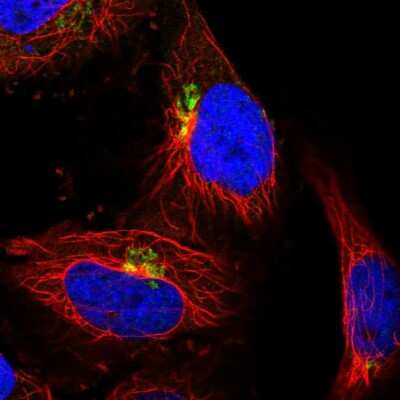 Immunocytochemistry/ Immunofluorescence COG5 Antibody