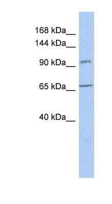 Western Blot: COG5 Antibody [NBP1-91374] - Titration: 0.2-1 ug/ml, Positive Control: THP-1 cell lysate.