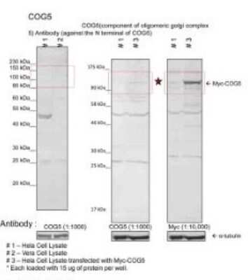 Western Blot COG5 Antibody