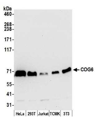 Western Blot: COG6 Antibody [NBP2-59092] - Detection of human and mouse COG6 by western blot. Samples: Whole cell lysate (15 ug) from HeLa, 293T, Jurkat, mouse TCMK-1, and mouse NIH3T3 cells prepared using NETN lysis buffer. Antibody: Affinity purified rabbit anti-COG6 antibody NBP2-59092 used for WB at 1:1000. Detection: Chemiluminescence with an exposure time of 10 seconds.Previous