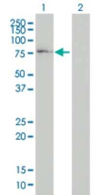 Western Blot: COG7 Antibody (3G4-1B3) [H00091949-M01] - Analysis of COG7 expression in transfected 293T cell line by COG7 monoclonal antibody (M01), clone 3G4-1B3.Lane 1: COG7 transfected lysate(65 KDa).Lane 2: Non-transfected lysate.