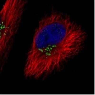 Immunocytochemistry/Immunofluorescence: COG7 Antibody [NBP2-14914] - Analysis of methanol-fixed HeLa, using COG7 antibody (Green) at 1:500 dilution. Alpha-tubulin filaments were labeled with an alpha Tubulin antibody (Red) at 1:2000.