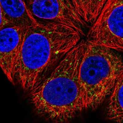 Immunocytochemistry/Immunofluorescence: COG8 Antibody [NBP2-58437] - Staining of human cell line MCF7 shows localization to the Golgi apparatus. Antibody staining is shown in green. 