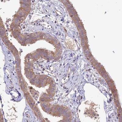 Immunohistochemistry-Paraffin: COG8 Antibody [NBP2-13853] - Staining of human fallopian tube shows cytoplasmic positivity in glandular cells.