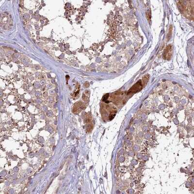 Immunohistochemistry-Paraffin: COG8 Antibody [NBP2-13853] - Staining of human testis shows strong cytoplasmic positivity in Leydig cells.