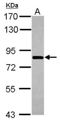 Western Blot: COG8 Antibody [NBP2-15938] - Sample (30 ug of whole cell lysate) A: Raji 7. 5% SDS PAGE gel, diluted at 1:1000.