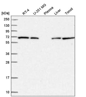 Western Blot: COG8 Antibody [NBP2-58437] - Analysis in human cell line RT-4, human cell line U-251 MG, human plasma, human liver tissue and human tonsil tissue.