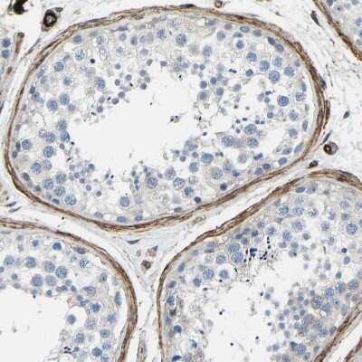 Immunohistochemistry-Paraffin: COL15A1 Antibody [NBP1-91088] - Staining of human testis shows strong positivity in peritubular myoid cells.
