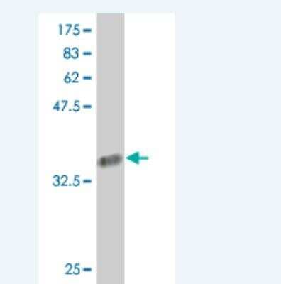 Western Blot COL24A1 Antibody (1D8) - Azide and BSA Free
