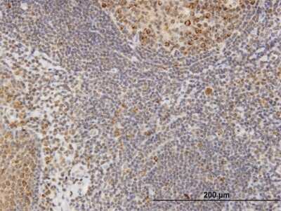Immunohistochemistry-Paraffin: COL4A3BP Antibody [H00010087-B01P] - Analysis of purified antibody to COL4A3BP on formalin-fixed paraffin-embedded human tonsil. (antibody concentration 3 ug/ml)