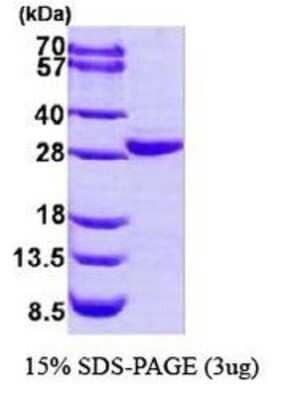 SDS-Page: COL4A3BP Protein [NBP1-44465] - CERT, 33.1 kDa (290aa) confirmed by MALDI-TOF with a purity of 95% by SDS - PAGE