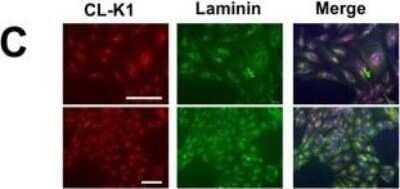 Immunocytochemistry/Immunofluorescence: COLEC10 Antibody (4C1) [H00010584-M01] - Cellular and embryonic localisation of CL-L1.A. Immunostaining of ATDC5 cells with the golgi marker 58K and CL-L1. CL-L1 shows localisation with golgi apparatus (white arrow). Laminin and CL-L1 coimmunolocalisation. Laminin shows partial cellular immunolocalisiton with CL-L1 around the golgi area (arrows). Scale bar 50 um C. Laminin and CL-K1 coimmunolocalisation. CL-K1 staining shows a very strong golgi localisation with partial cytoplasmatic laminin colocalisation. Image collected and cropped by CiteAb from the following publication (//dx.plos.org/10.1371/journal.pgen.1006679), licensed under a CC-BY license.