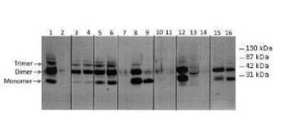 Western Blot COLEC5 Antibody