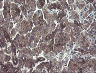 Immunohistochemistry: COMMD1 Antibody (2E2) [NBP2-46331] - Analysis of Human pancreas tissue.