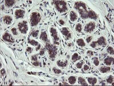 Immunohistochemistry: COMMD1 Antibody (OTI2E2) - Azide and BSA Free [NBP2-72418] - Analysis of Human breast tissue.