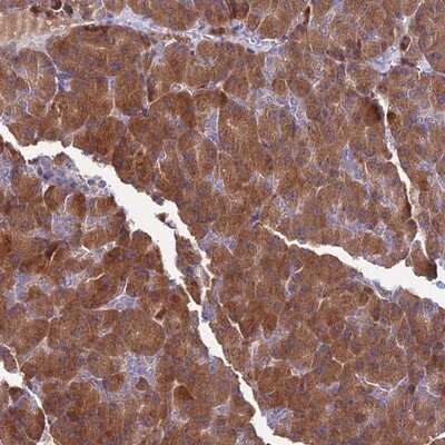 Immunohistochemistry-Paraffin: COMMD10 Antibody [NBP1-91801] - Staining of human pancreas shows strong cytoplasmic positivity in exocrine glandular cells.