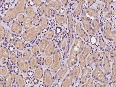 Immunohistochemistry-Paraffin: COMMD10 Antibody [NBP2-97236] - Immunochemical staining of human COMMD10 in human kidney with rabbit polyclonal antibody at 1:100 dilution, formalin-fixed paraffin embedded sections.