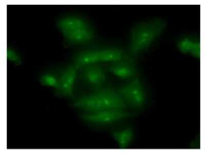 Immunocytochemistry/Immunofluorescence: COMMD7 Antibody (49B5) [NBP2-59423] - Analysis of COMMD7 in  A549 cells line, stained with monoclonal anti-human COMMD7 antibody (1:100) with goat anti-mouse IgG-Alexa fluor 488 conjugate (Green).