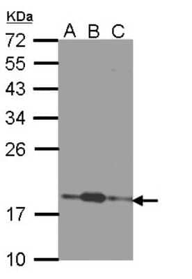 Western Blot COMMD7 Antibody - BSA Free