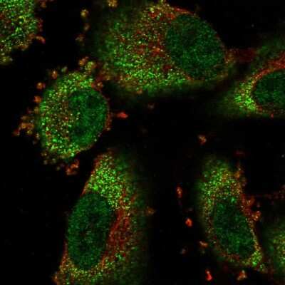 Immunocytochemistry/ Immunofluorescence COMMD8 Antibody - BSA Free