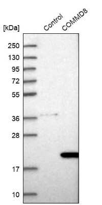 Western Blot COMMD8 Antibody - BSA Free