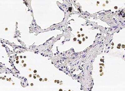 Immunohistochemistry-Paraffin COMMD9 Antibody (002) - Azide and BSA Free