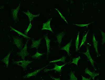 Immunocytochemistry/Immunofluorescence: COMMD9 Antibody (04) [NBP3-06601] - Staining of COMMD9 in Hela cells. Cells were fixed with 4% PFA, permeabilzed with 0.1% Triton X-100 in PBS,blocked with 10% serum, and incubated with mouse anti-human COMMD9 monoclonal antibody (dilution ratio 1:60) at 4? overnight. Then cells were stained with the Alexa Fluor®488-conjugated Goat Anti-mouse IgG secondary antibody (green). Positive staining was localized to Cytoplasm and nucleus.