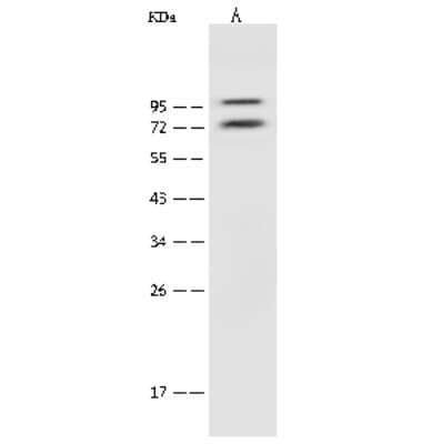 Western Blot: COMP/Thrombospondin-5 Antibody [NBP2-99528] - Anti-COMP/Thrombospondin-5 rabbit polyclonal antibody at 1:500 dilution. Lane A: Jurkat Whole Cell Lysate Lysates/proteins at 30 ug per lane. Secondary Goat Anti-Rabbit IgG (H+L)/HRP at 1/10000 dilution. Developed using the ECL technique. Performed under reducing conditions. Predicted band size: 84 kDa. Observed band size: 94 kDa