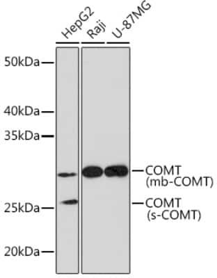 Western Blot: COMT Antibody (9Y2A3) [NBP3-16413] - Western blot analysis of extracts of various cell lines, using COMT Rabbit mAb (NBP3-16413) at 1:1000 dilution. Secondary antibody: HRP Goat Anti-Rabbit IgG (H+L) at 1:10000 dilution. Lysates/proteins: 25ug per lane. Blocking buffer: 3% nonfat dry milk in TBST. Detection: ECL Basic Kit. Exposure time: 10s.