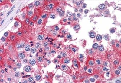 Immunohistochemistry-Paraffin: COMT Antibody [NB100-41387] - Staining of paraffin embedded Human Testis. Steamed antigen retrieval with citrate buffer pH 6, AP-staining. Antibody at 3.75 ug/mL.