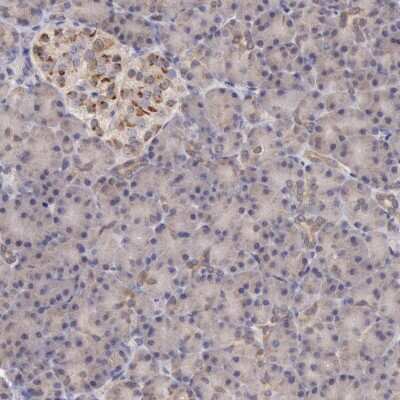 Immunohistochemistry-Paraffin: COMT Antibody [NBP1-85818] - Staining of human pancreas shows low expression as expected.