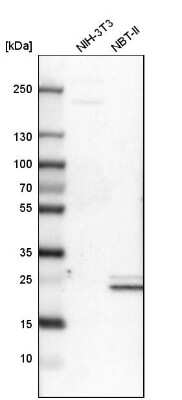 Western Blot: COMT Antibody [NBP1-85818] - Analysis in mouse cell line NIH-3T3 and rat cell line NBT-II.