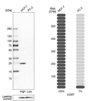 Western Blot: COMT Antibody [NBP1-85818] - Analysis in human cell lines MCF-7 and PC-3 using Anti-COMT antibody. Corresponding COMT RNA-seq data are presented for the same cell lines. Loading control: Anti-COX4I1.