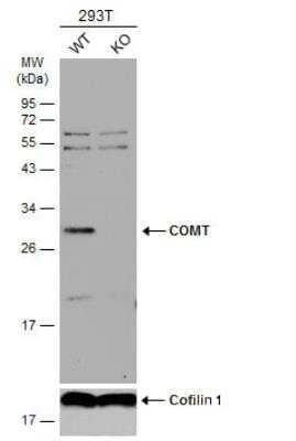 Western Blot: COMT Antibody [NBP2-15954] - Wild-type (WT) and COMT knockout (KO) HEK293T cell extracts (30 ug) were separated by 12% SDS-PAGE, and the membrane was blotted with COMT antibody diluted at 1:500. HRP-conjugated anti-rabbit IgG antibody was used to detect the primary antibody.