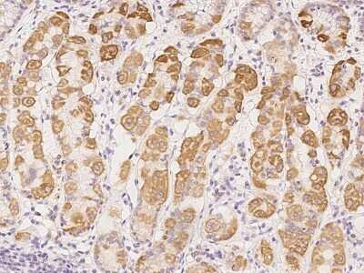 Immunohistochemistry-Paraffin: COMTD1 Antibody [NBP2-98181] - Immunochemical staining of human COMTD1 in human stomach with rabbit polyclonal antibody at 1:100 dilution, formalin-fixed paraffin embedded sections.