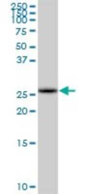Western Blot COMTD1 Antibody - Azide and BSA Free
