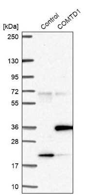 Western Blot COMTD1 Antibody - BSA Free