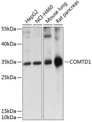 Western Blot COMTD1 Antibody - Azide and BSA Free