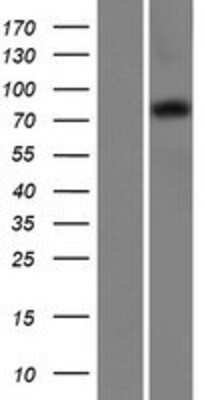 Western Blot COP1 Overexpression Lysate