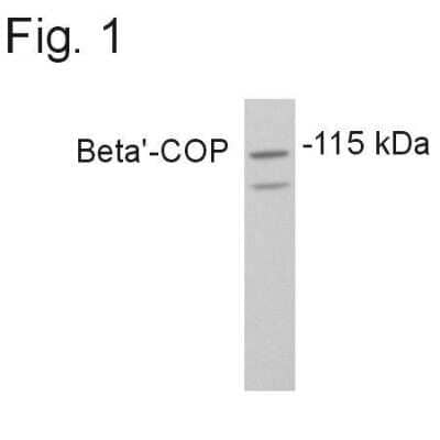 Western Blot: COPB2 Antibody [NB120-2915] - Analysis of Beta-COP from PC-12 cell lysates.