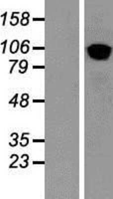 Western Blot: COPB2 Overexpression Lysate (Adult Normal) [NBP2-07828] Left-Empty vector transfected control cell lysate (HEK293 cell lysate); Right -Over-expression Lysate for COPB2.