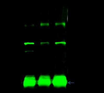 Immunoprecipitation: COPG Antibody [NBP2-99186] - COPG1 was immunoprecipitated using: Lane A: 0.5 mg THP-1 Whole Cell Lysate Lane B: 0.5 mg HUT-78 Whole Cell Lysate Lane C: 0.5 mg U87MG Whole Cell Lysate 1 ul anti-COPG1 rabbit polyclonal antibody and 15 ul of 50 % Protein G agarose.  Primary antibody: Anti-COPG1 rabbit polyclonal antibody, at 1:500 dilution. Secondary antibody: Dylight 800-labeled antibody to rabbit IgG (H+L), at 1:5000 dilution  Developed using the Odyssey technique. Performed under reducing conditions. Predicted band size: 96 kDa. Observed band size: 96 kDa