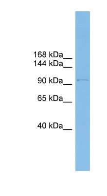 Western Blot: COPG Antibody [NBP1-57624] - THP-1 cell lysate, concentration 0.2-1 ug/ml.