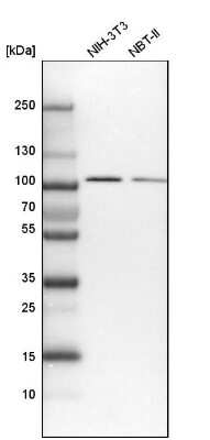 Western Blot COPG Antibody