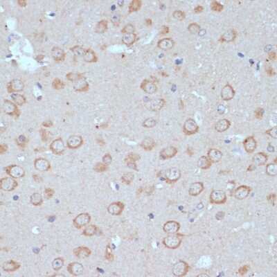 Immunohistochemistry-Paraffin: COPG2 Antibody [NBP2-92869] - Paraffin-embedded mouse brain using COPG2 .